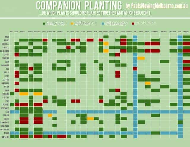 companion-planting_526e8b285156b_w1500