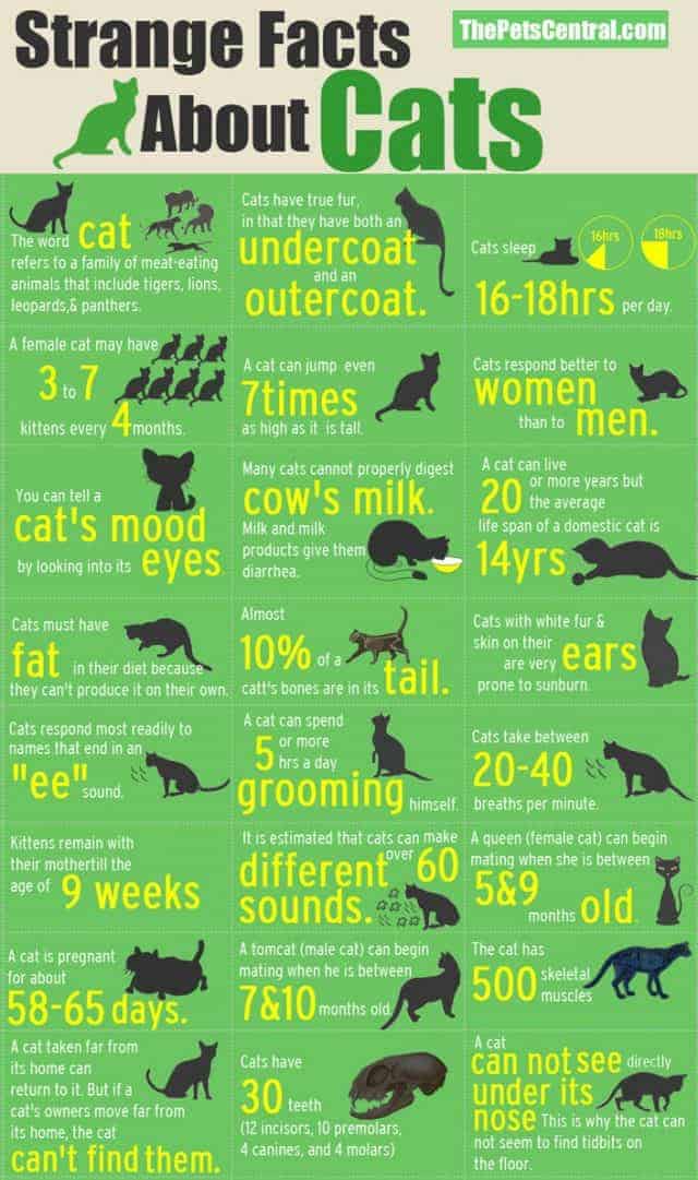 Strange Facts About Cats