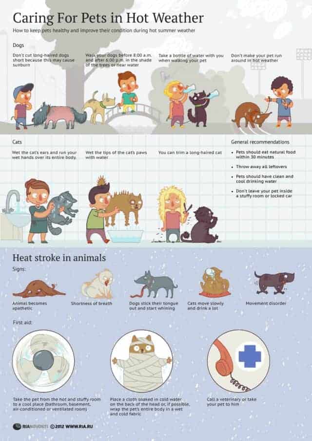 Caring For Your Pets In Hot Weather