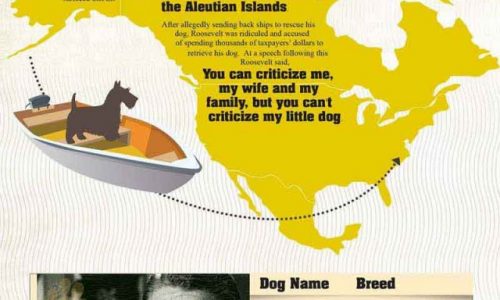 Dogs of the presidents Infographic