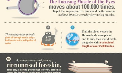 18 Amazing Facts About the Human Body