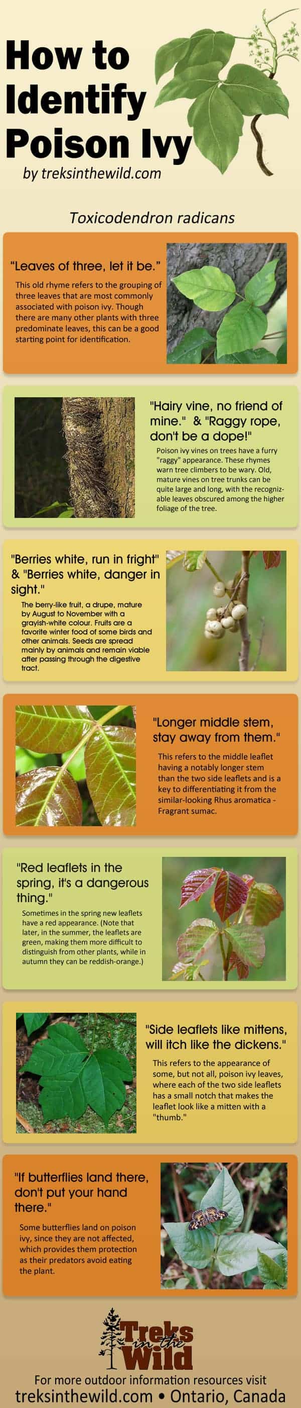 How to Identify Poison Ivy Infographic