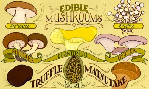 Edible Mushrooms Infographic