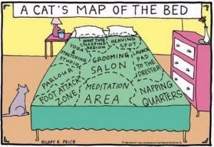 A Cat's Map Of The Bed