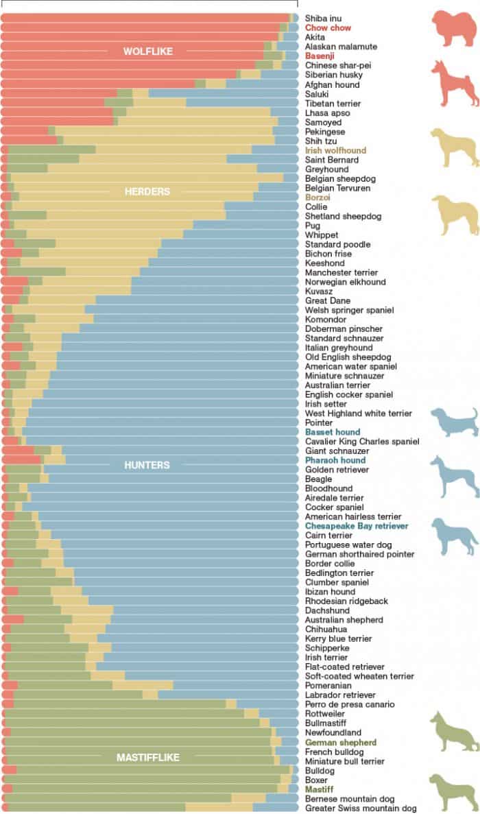 Doggie Connections Infographic