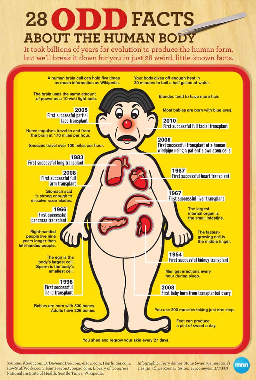 28 Odd Facts About The Human Body Daily Infographic