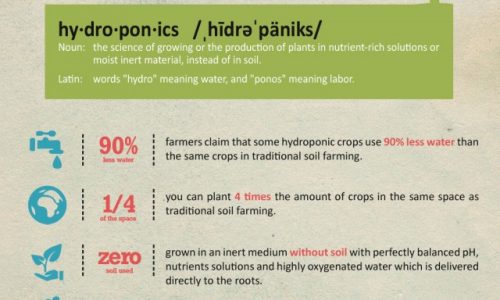5 Hydroponic Fun Facts And Figure