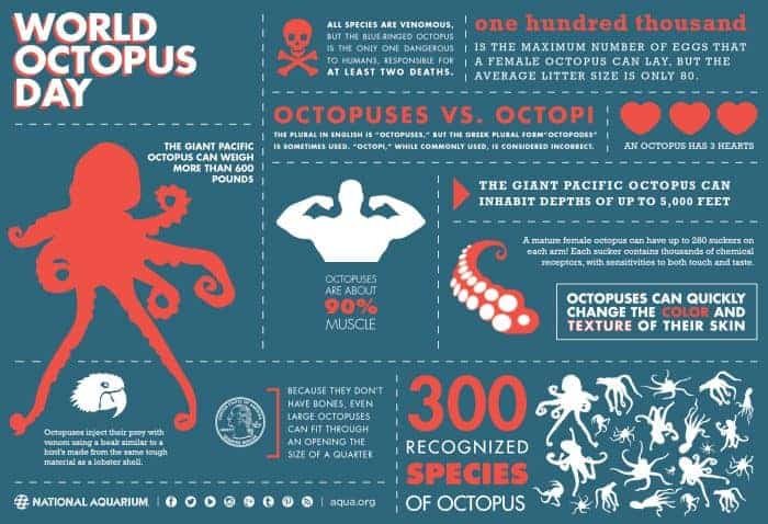 World Octopus Day Infographic