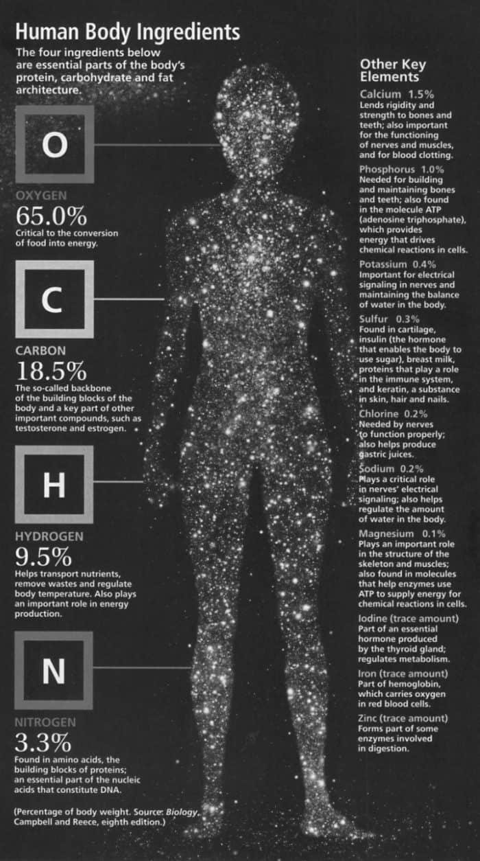 Human Body Ingredients Infographic