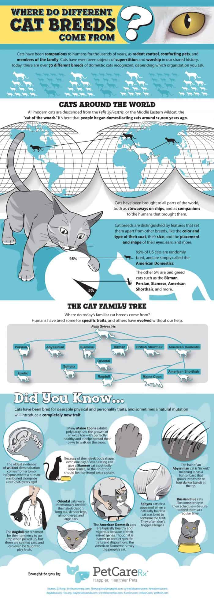 Cat Breed Infographic