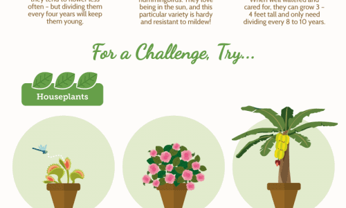 Your Guide to Growing Flowers and Houseplants Infographic