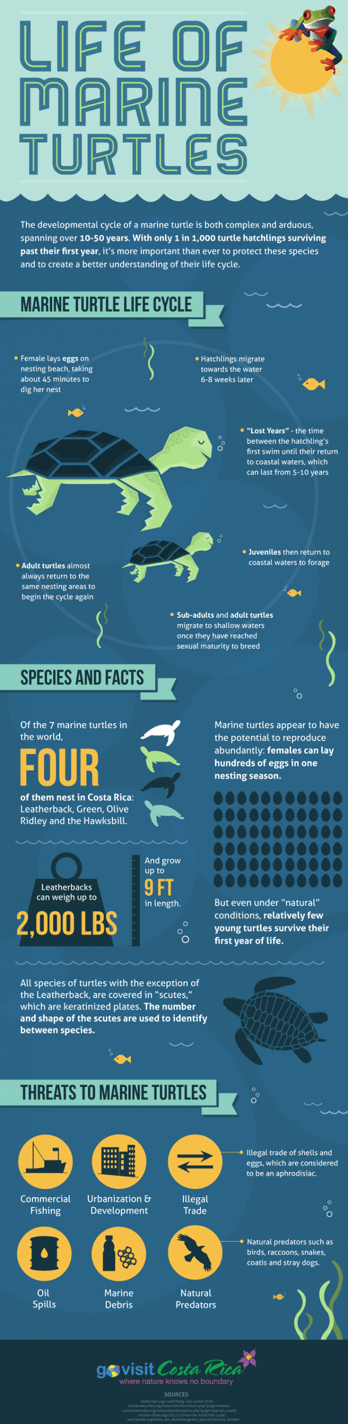 Life of marine turtle infographic