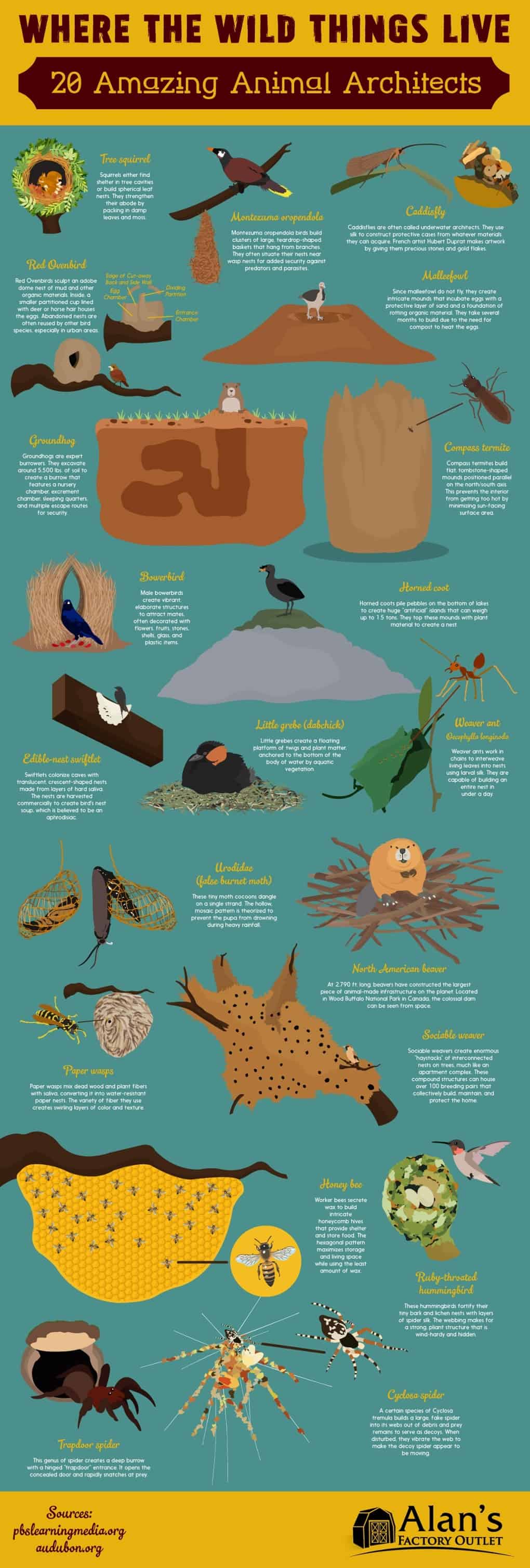 20 Awesome Animal Habitats | Daily Infographic