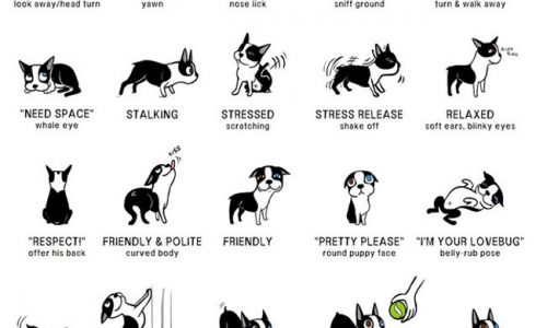 dog faces and poses showing dog language