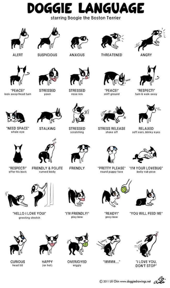 dog faces and poses showing dog language