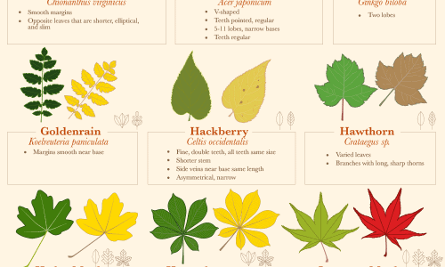 A guide to identifying fall leaves
