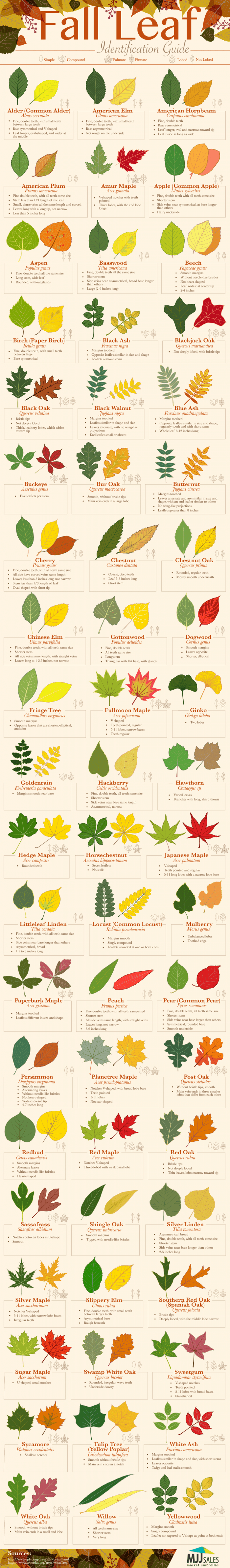 A guide to identifying fall leaves