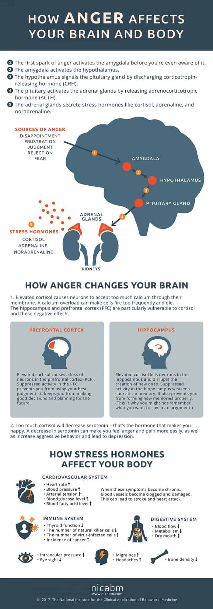 an infographic depicting the potential effects of anger on the brain and body