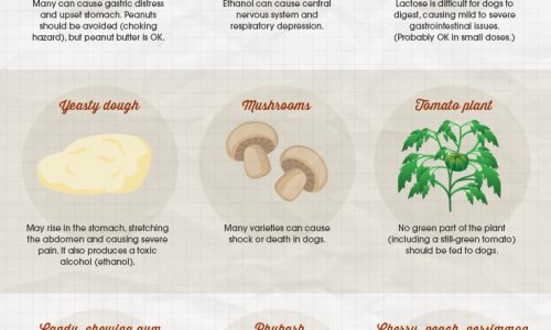 infographic listing 15 foods that are toxic for dogs