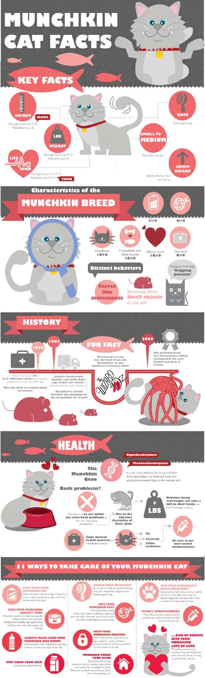 information about munchkin cats, how long munchkin cats live, why they're controversial, and whether munchkin cats are ethical