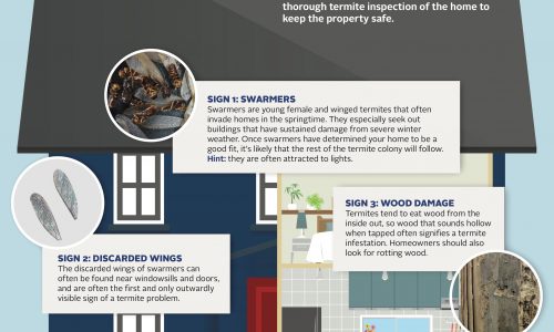 tiny-termite-infographic