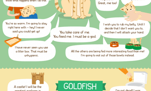 If your pet could talk - infographic
