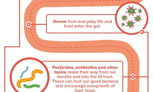 Gut Health Infographic with tips to keep your GI tract healthy