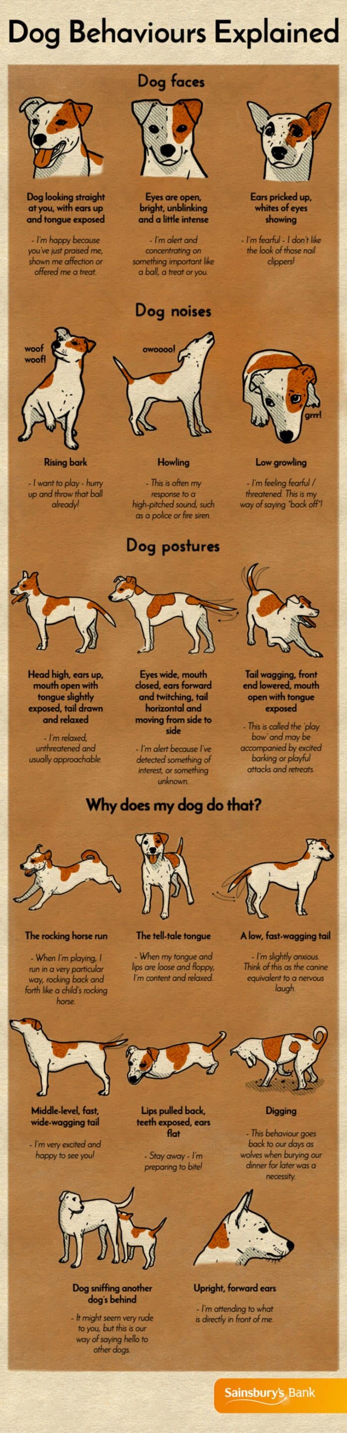 explanation of common dog behaviors including positions and sounds