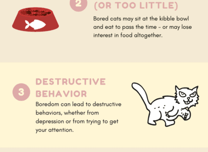 The most commons signs that your cat is bored
