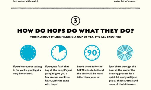 explaining everything about hops from what they're made of to where they come from