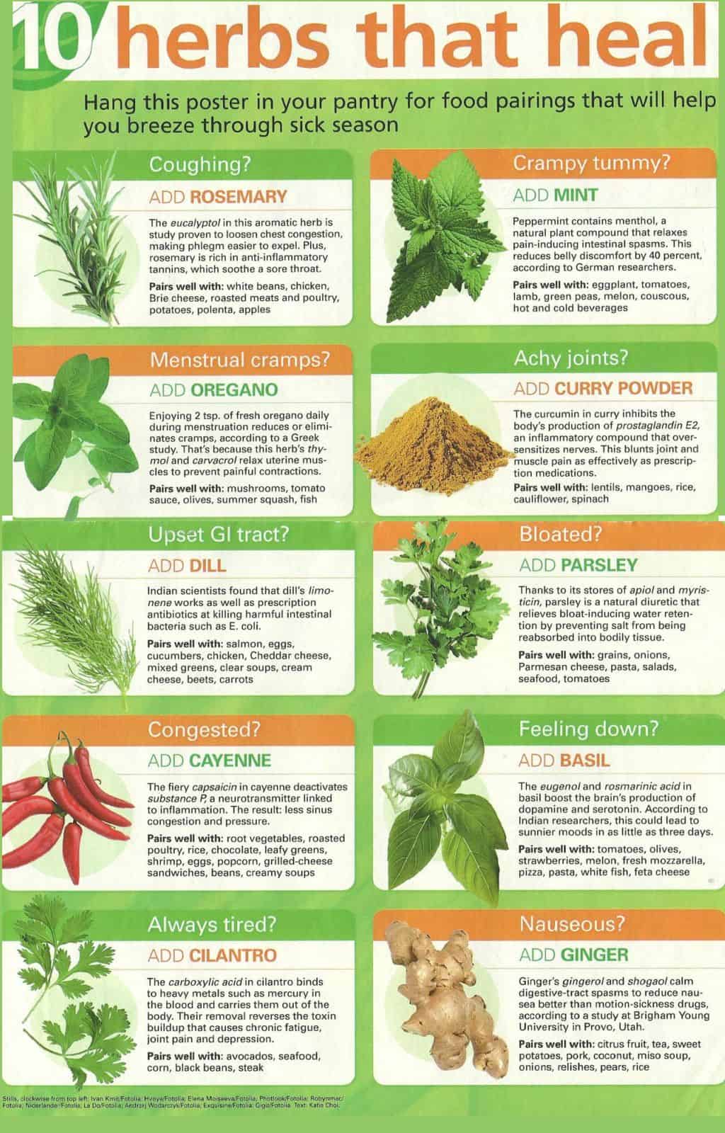 A Witch s Guide To Healing Herbs Daily Infographic