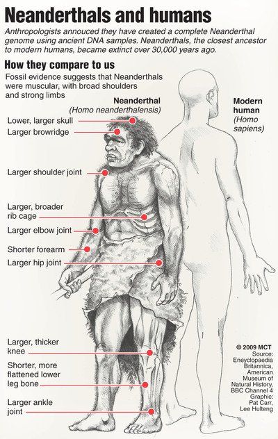 Homo sapiens and Neanderthal compared