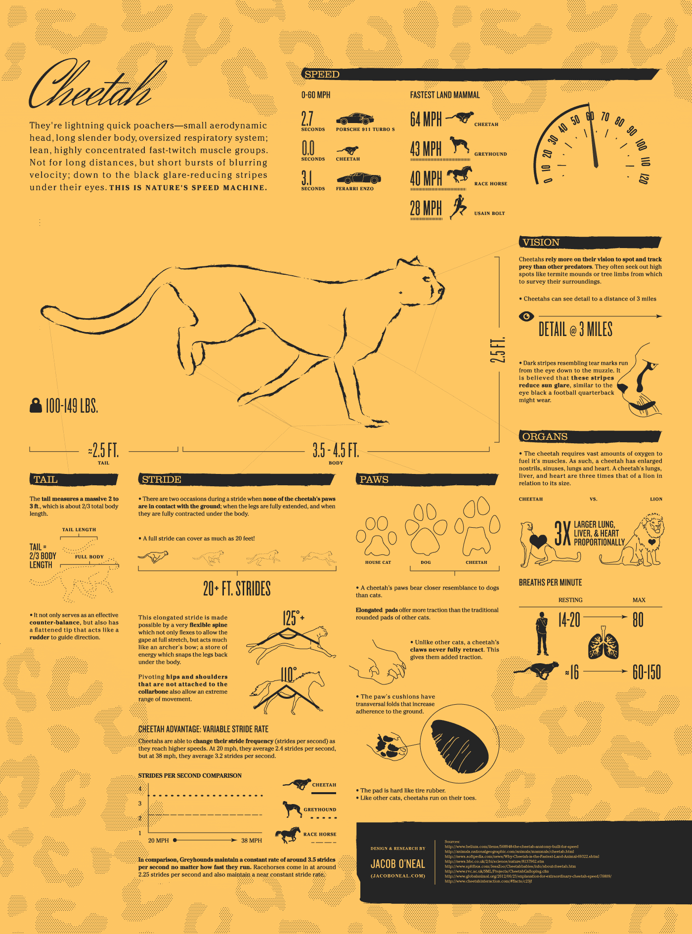 The Cheetah: World's Fastest Land Mammal | Daily Infographic