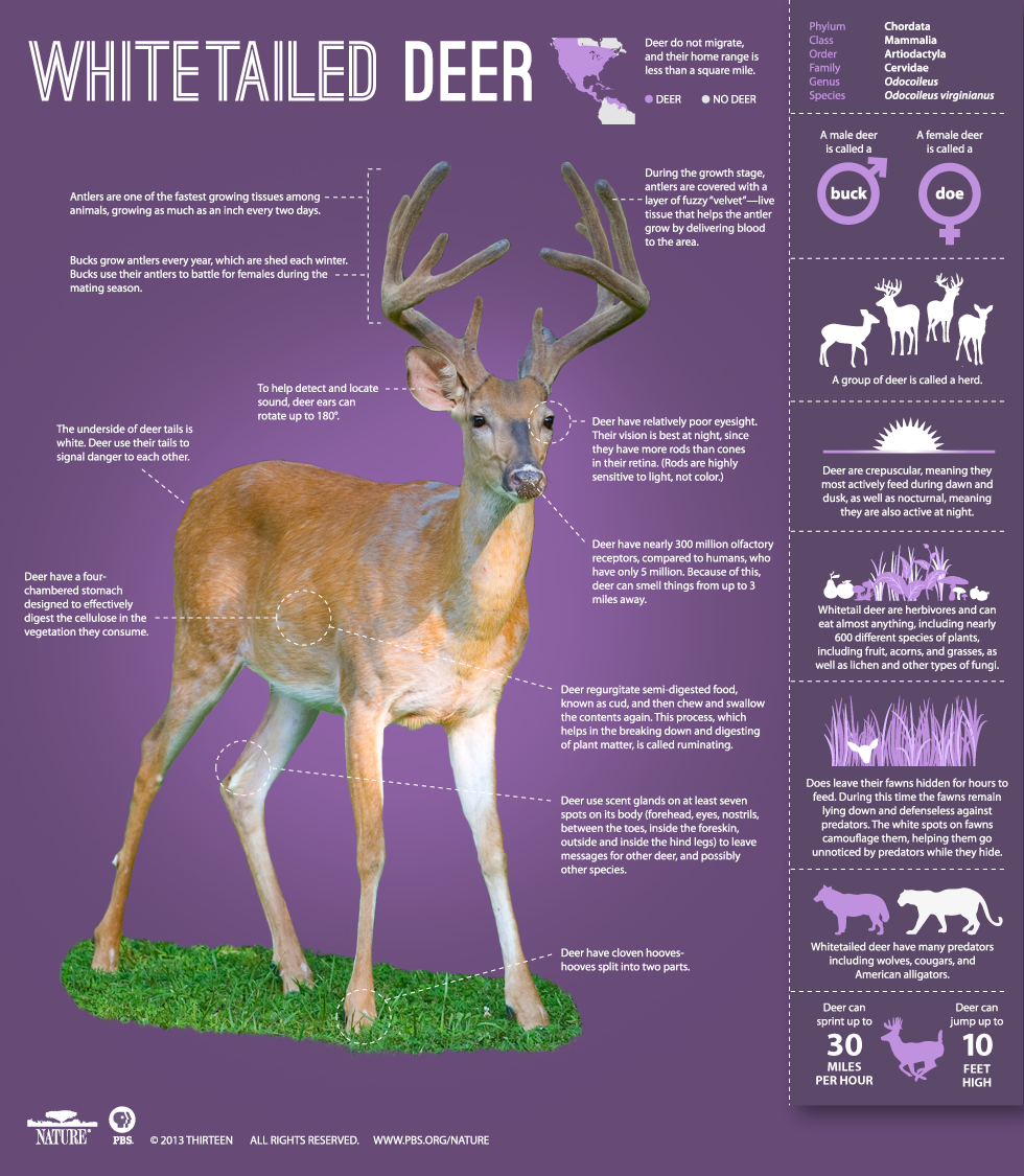 50 Best Names for Deer | Daily Infographic