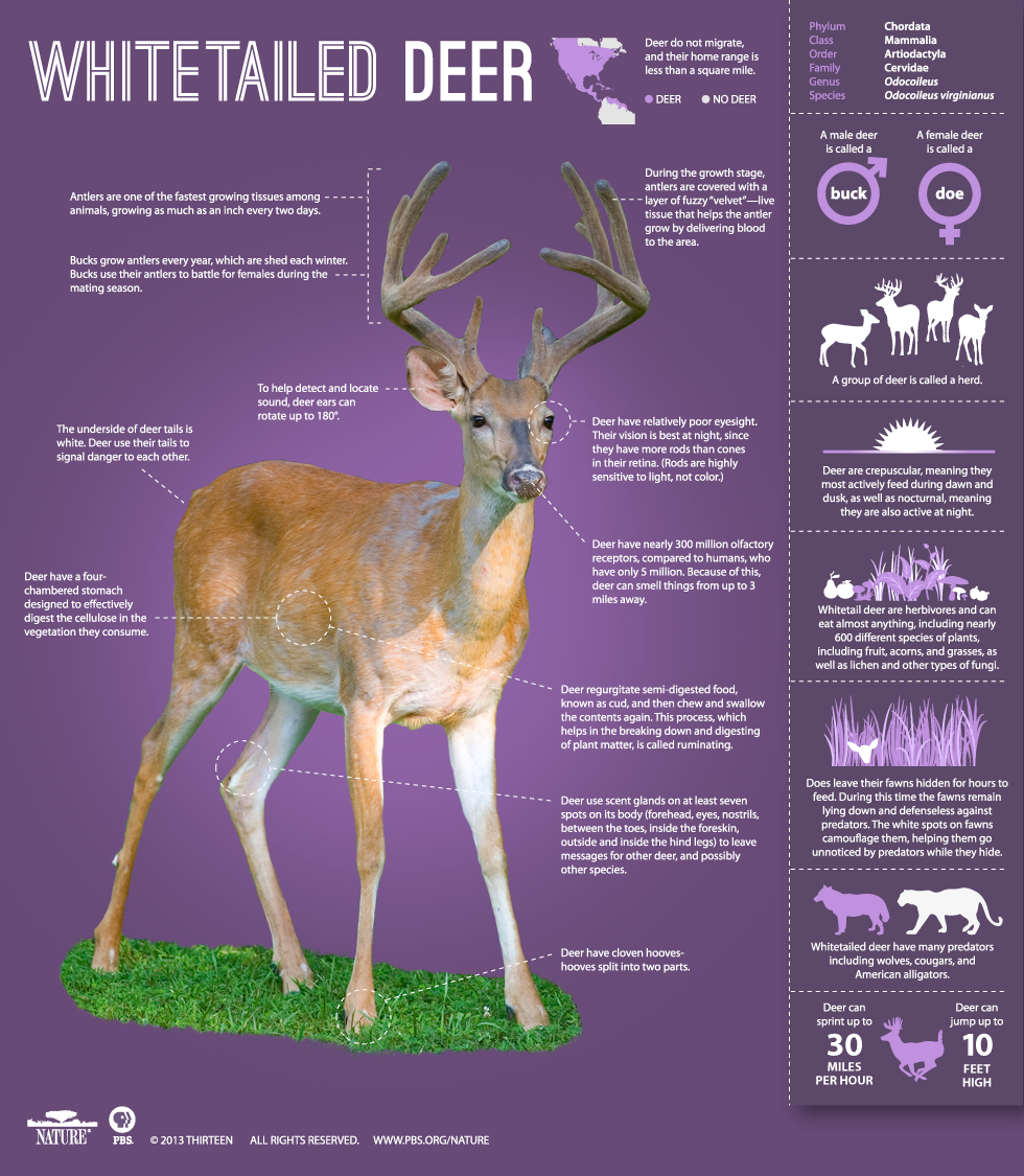 50 Best Names For Deer Daily Infographic