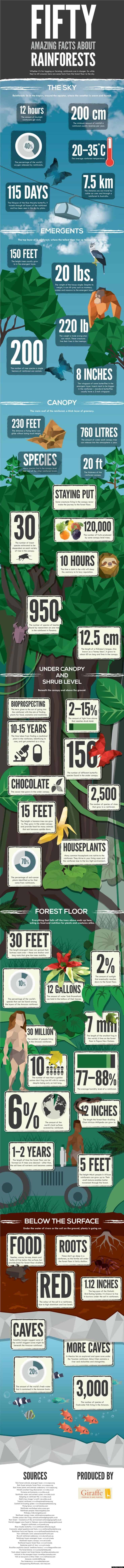 Facts about rainforests and why they are disappearing