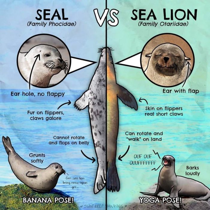seal vs sea lion infographic