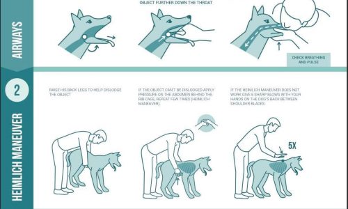 dog first aid choking and cpr