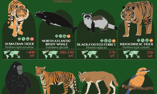 Most Endangered Animals Ranked By Number Left
