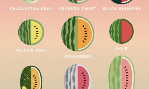 Guide To Watermelons