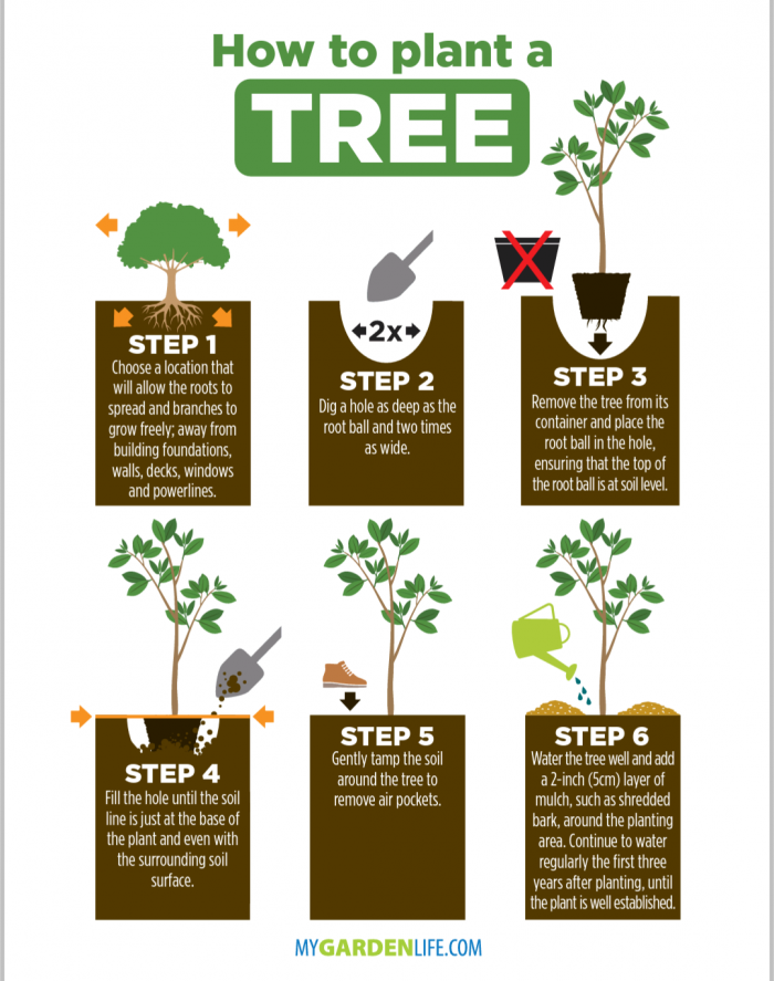 How To Plant A Tree Guide