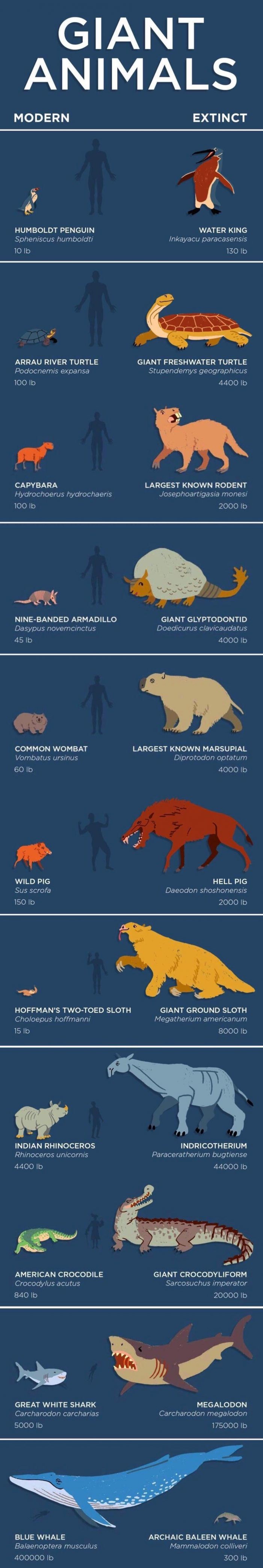 Biggest Animals On The Planet: Modern & Extinct | Daily Infographic