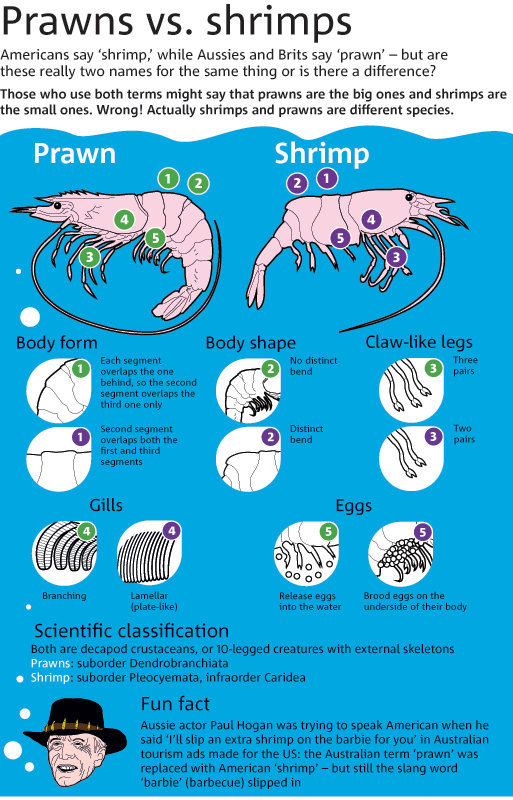 Prawn Vs Shrimp—What's The Difference? | Daily Infographic