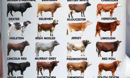Get To Know Your Cows