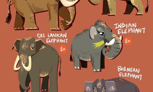 Elephants Around The World