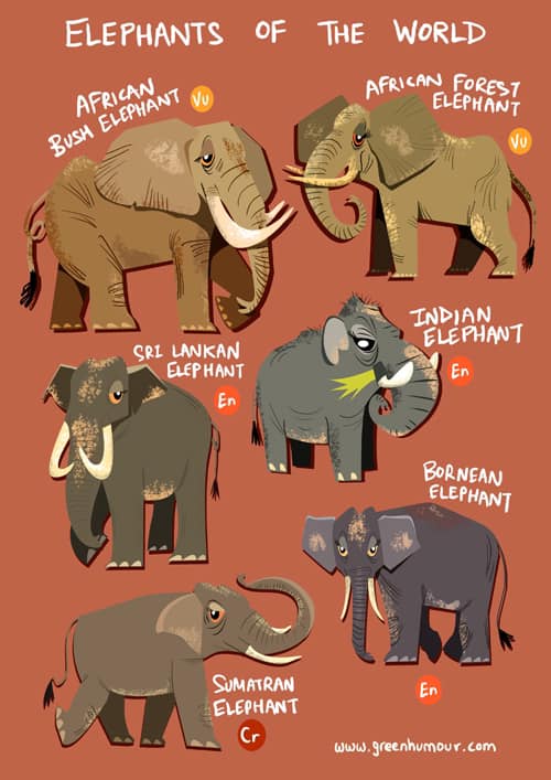 Elephants Around The World