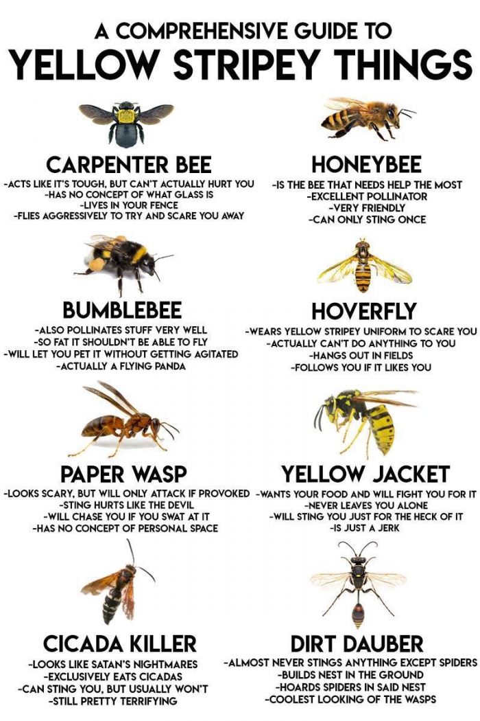 a comprehensive guide to bees