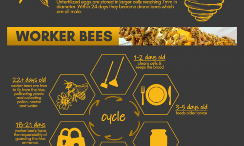Life Of Honey Bees