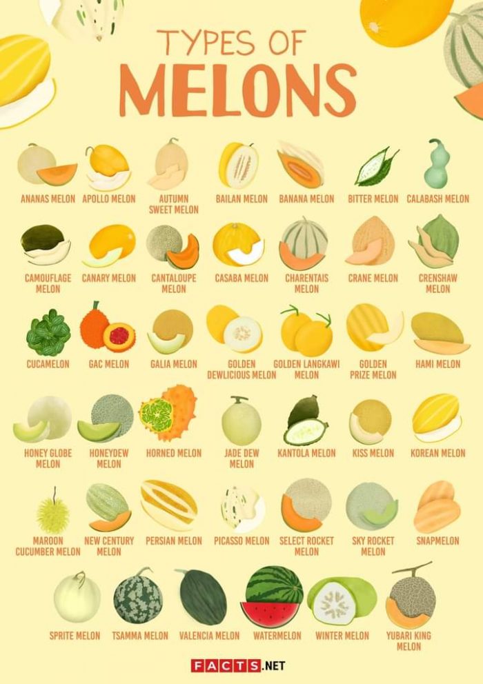 different types of melons