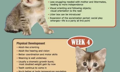 physical & behavioral development of kittens for the first 6 weeks of life